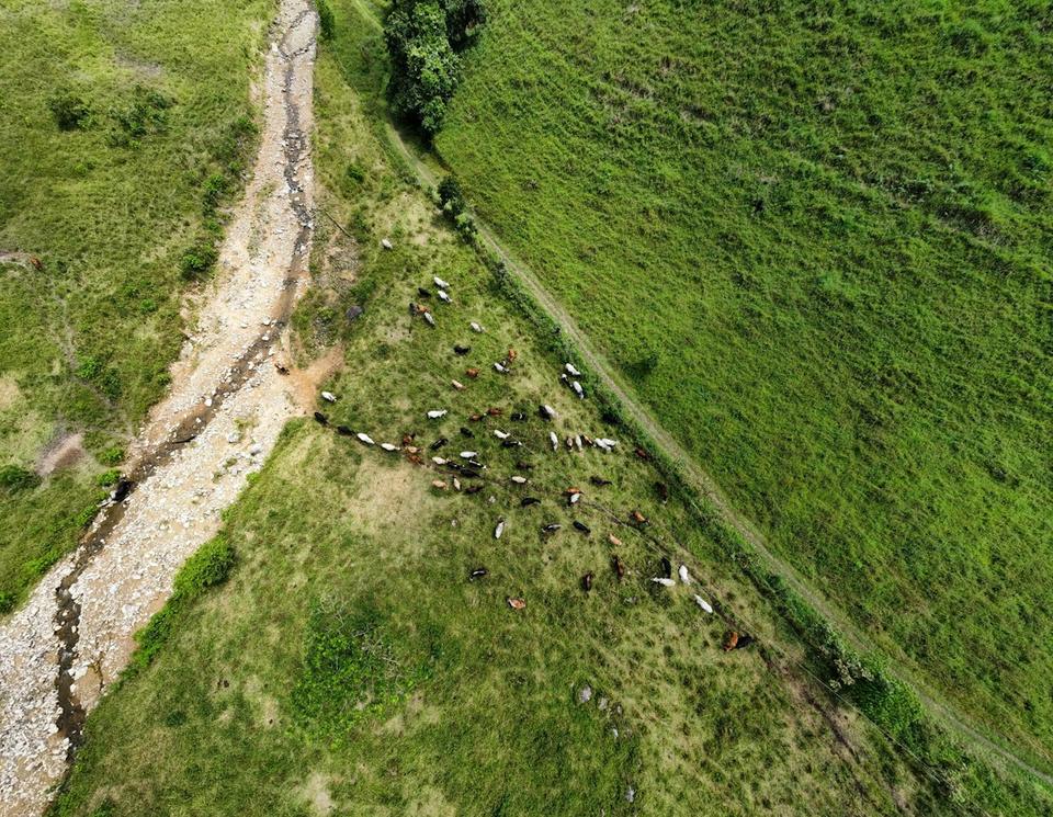 Foto aérea de un potrero con ganado pastando